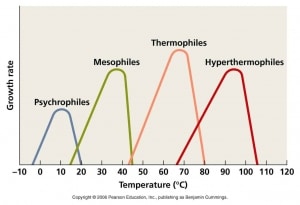 Thermophiles and Mesophiles